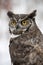 Winter Horned Barn Owl