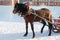 In winter horse-drawn sleigh rides, steam from the nostrils