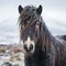 Winter Horse Portrait: Connemara Pony In Snowy Black Forest