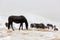 Winter. Horses grazing on the slopes of the North Caucasus, Russ