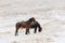 Winter. Horses grazing on the slopes of the North Caucasus, Russ