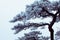 Winter Huangshan - Freezing Tree