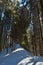 Winter Hungarian Stone boulder rock in dark wild fir forest