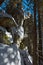 Winter Hungarian Stone boulder rock in dark wild fir forest