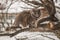 Winter hunting Siberian cat