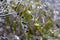 Winter icing. Branches and leaves of trees in ice