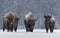 Winter Image With Four Aurochs Or Bison Bonasus, The Last Representative Of Wild Bulls In Europe. European Endangered Artiodactyl