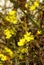 Winter Jasmine 04