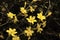 Winter Jasmine