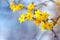 Winter jasmine