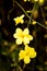 Winter jasmine flowers