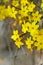 Winter jasmine Jasminum nudiflorum yellow flower