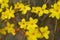 Winter jasmine Jasminum nudiflorum yellow flower