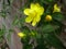 Winter jasmine with yellow flowers