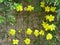 Winter jasmine with yellow flowers