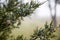 Winter juniper berries on a eastern red cedar tree