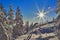 Winter. Kolyma. sun shines brightly, illuminates the snowy larches on the slope