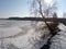 Winter Lake. Birch on the shore.