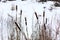 . winter. The lake was covered with snow. the reed did not wait for the cold