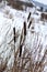 . winter. The lake was covered with snow. the reed did not wait for the cold