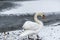Winter Land Snow white swan Bird walk ice lake 10
