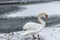 Winter Land Snow white swan Bird walk ice lake 11