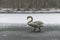 Winter Land Snow white swan Bird walk ice lake 21