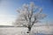 Winter landscale, lone oak tree in snow-covered field