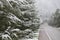 Winter landscape, alley with fir trees in the snow, snowfall in the park,Winter avenue with  fir-trees in snow