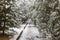 Winter landscape, alley with fir trees in the snow, snowfall in the park,Winter avenue with  fir-trees in snow