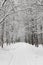 Winter landscape with alley, snow covered trees and path