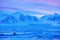 Winter landscape with animal. Walrus, Odobenus rosmarus, stick out from blue water on white ice with snow, Svalbard, Norway. Winte