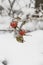 Winter landscape background red rose hips on a branch froze