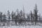 Winter landscape with bare trees and a road / Gloomy winter day /