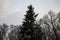 Winter landscape: bare trees, a snow-covered fir tree, a gloomy gray sky