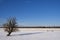 Winter landscape in the Biesbosch