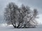 Winter landscape with birch tree.