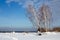 Winter landscape with birches against blue sky in Russia
