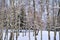 Winter landscape birches and spruce