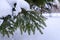 Winter landscape. Blurry photography with a shallow depth of field. Snow on fir branches. Snow-covered forest on a cold winter day