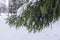 Winter landscape. Blurry photography with a shallow depth of field. Snow on fir branches. Snow-covered forest on a cold winter day