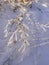 Winter landscape, branches in the snow