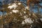 Winter landscape. On the branches of spruce there are large accumulations of snow. From the sky fall, light snowflakes