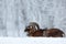 Winter landscape with brown animal. Mouflon, Ovis orientalis, winter scene with snow in the forest, horned animal in the nature ha