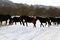 Winter landscape. Brown horses walk in the white snow in the mountains