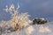 Winter landscape with brunhildis rock at Feldberg