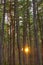 Winter landscape of a central European mixed wood forest in the Mazovia region of Poland