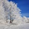 Winter landscape on a clear frosty day overlooking the banks of the Volga River. Frosty fog obscures the banks of the river.