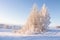 Winter landscape. Clear winter morning. Tree with hoarfrost on white snow against blue clear sky. Frosty winter nature