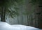 Winter landscape coniferous pine forest road path in woods green trees